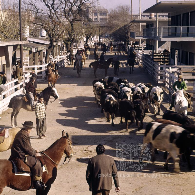 Argentina's Gaucho, Cattle Herding at an Estancia